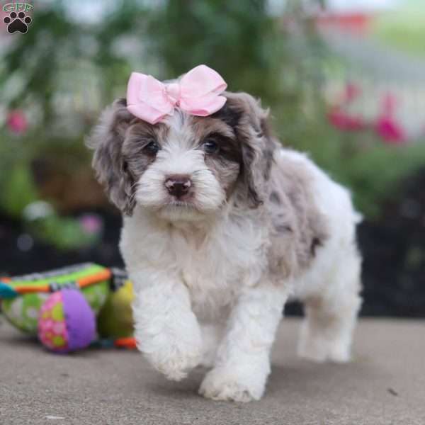Nicole, Cockapoo Puppy